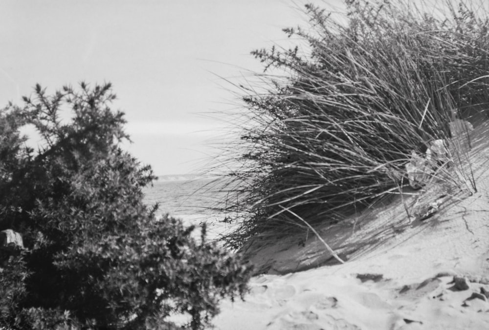 Grand Canyon landscape in black and white